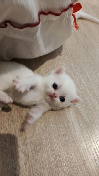 มันช์กิ้น (Munchkin) (เปิดจอง) มันกิ้นขาสั้น-ขายาว