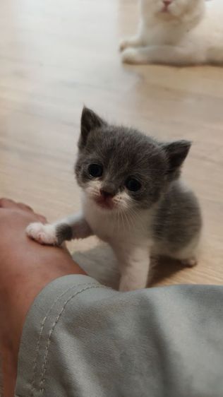 (เปิดจอง) มันกิ้นขาสั้น-ขายาว รูปที่ 2