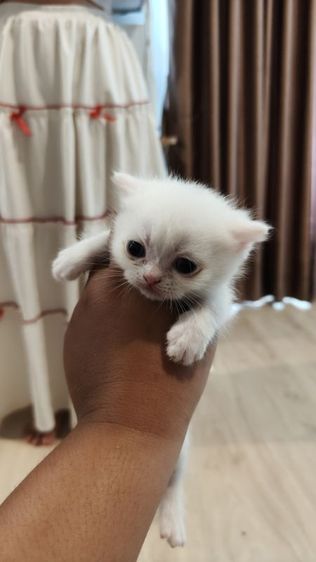 (เปิดจอง) มันกิ้นขาสั้น-ขายาว รูปที่ 3