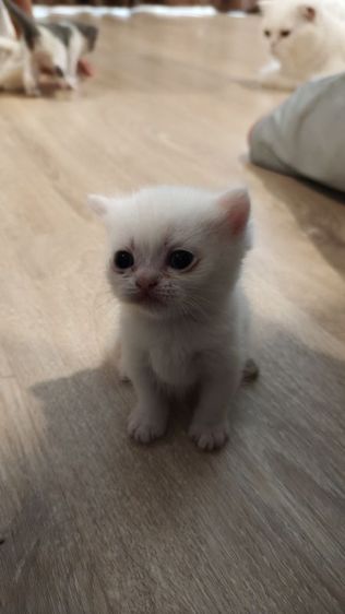 (เปิดจอง) มันกิ้นขาสั้น-ขายาว รูปที่ 5