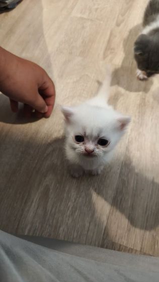 (เปิดจอง) มันกิ้นขาสั้น-ขายาว รูปที่ 6