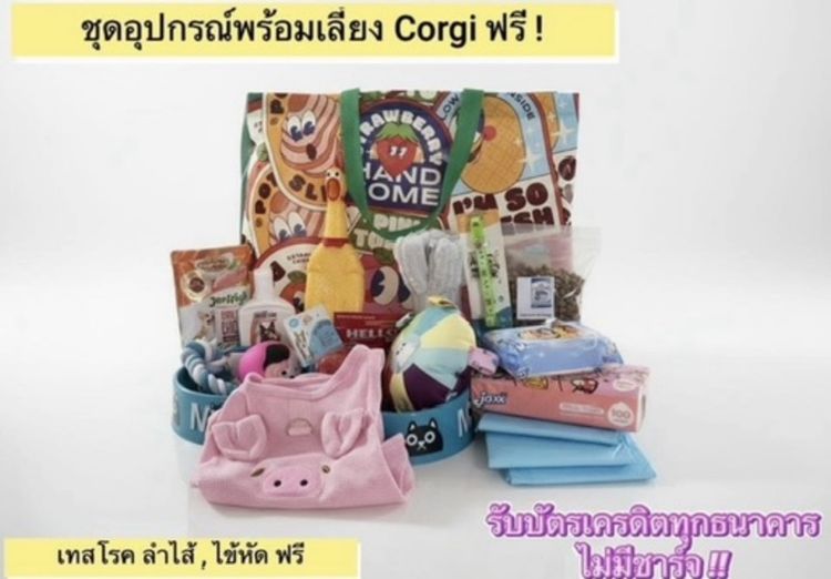 ลูกคอร์กี้ขนสั้น เพศเมีย สายเลือดแชมป์จีน รูปที่ 12