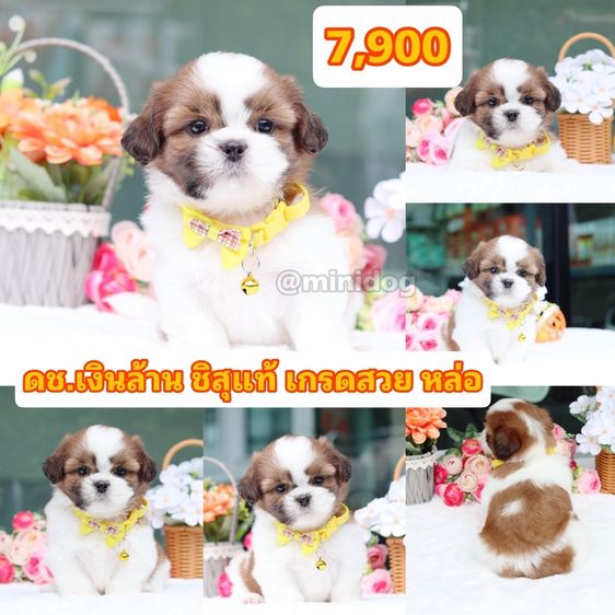 ชิสุแท้เกรดสวย รูปที่ 3