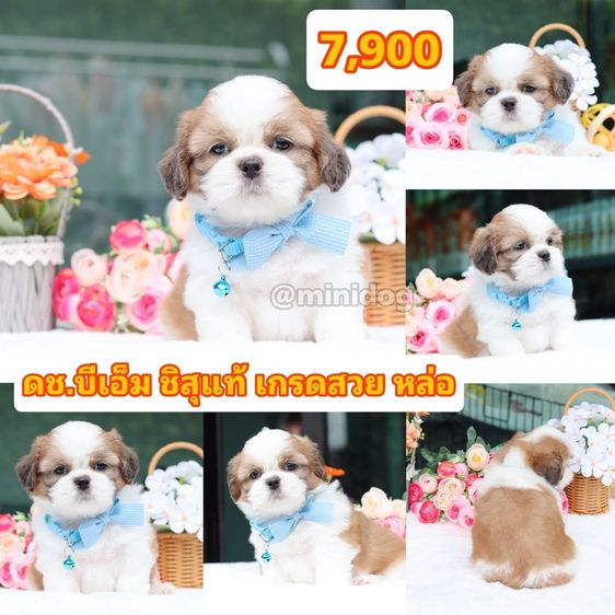 ชิสุแท้เกรดสวย รูปที่ 4
