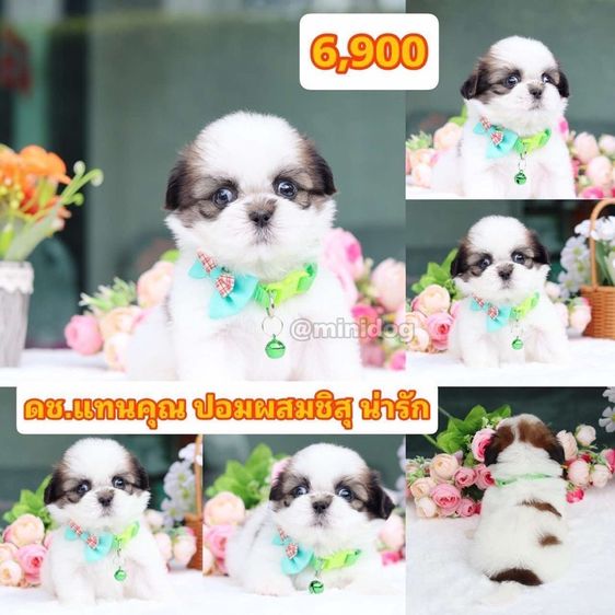 ชิสุแท้เกรดสวย รูปที่ 2