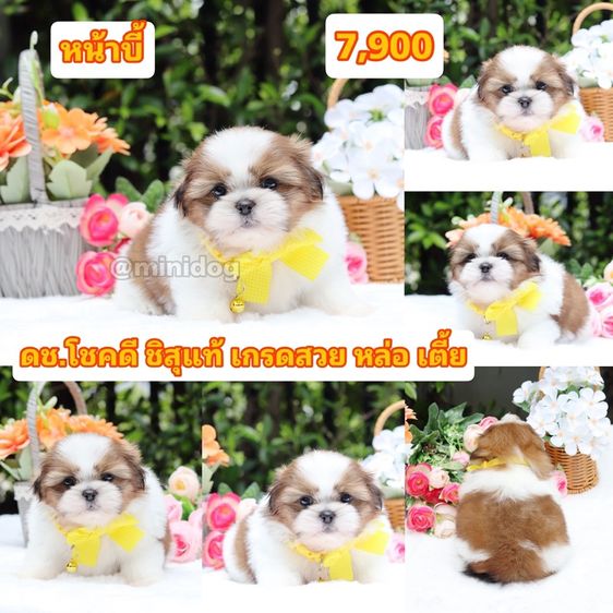 ชิสุแท้เกรดสวย รูปที่ 7