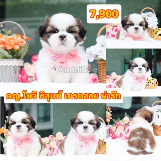 ชิสุ (Shih Tzu) เล็ก ชิสุแท้เกรดสวย