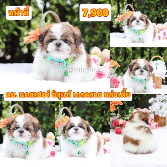 ชิสุแท้เกรดสวย รูปที่ 6
