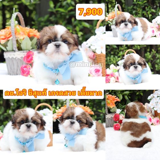 ชิสุแท้เกรดสวย รูปที่ 8