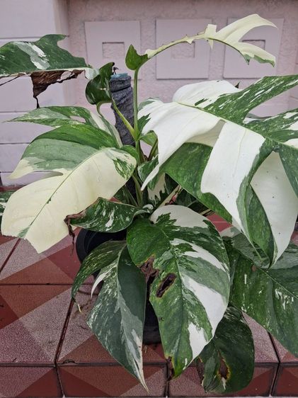 พลูด่างอีพิด่างขาว(Epremnum Pinnatum Vaviagated)ใบฉีก รูปที่ 3