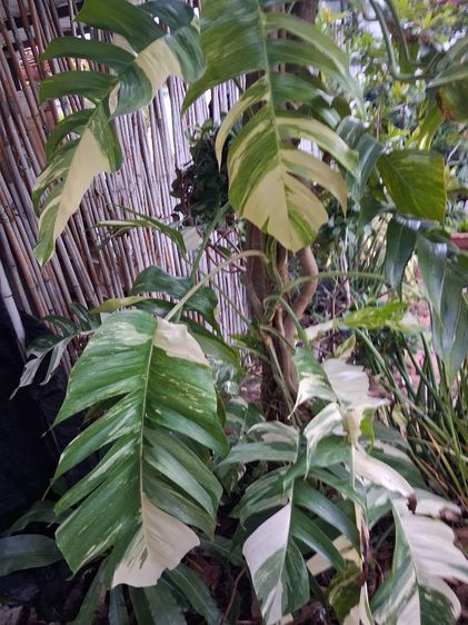 พลูด่างอีพิด่างขาว(Epremnum Pinnatum Vaviagated)ใบฉีก รูปที่ 7
