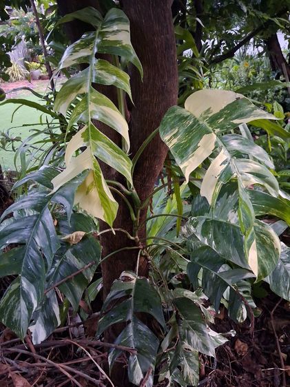 พลูด่างอีพิด่างขาว(Epremnum Pinnatum Vaviagated)ใบฉีก รูปที่ 8