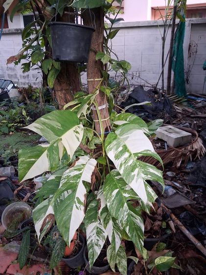 พลูด่างอีพิด่างขาว(Epremnum Pinnatum Vaviagated)ใบฉีก รูปที่ 6