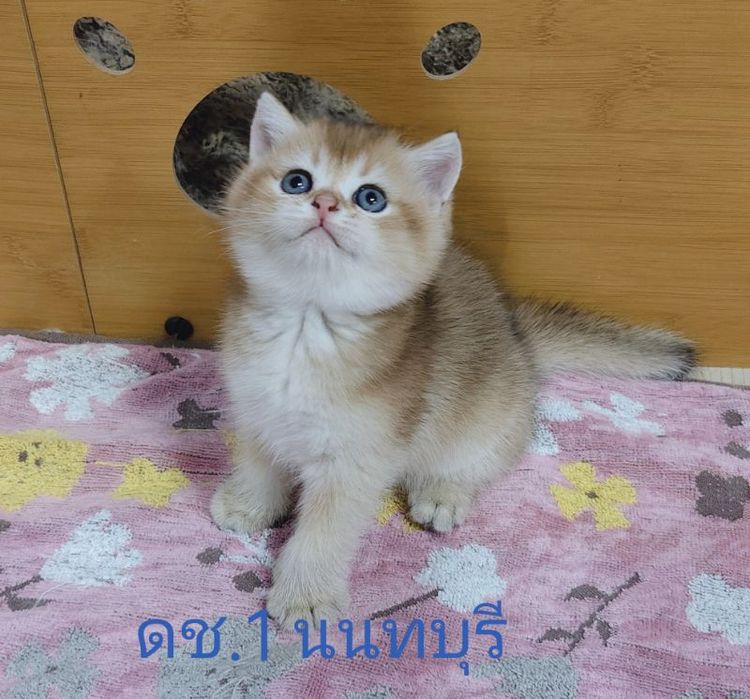 บริติช ชอร์ตแฮร์ (British Shorthair) บริติชบ้านแท้ สี ny ดช.