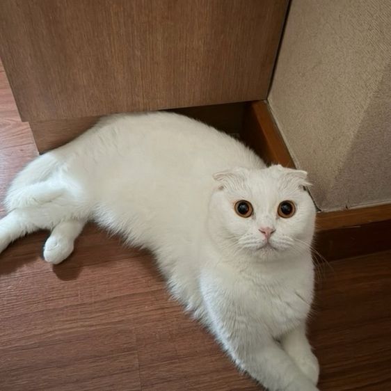 สก็อตติช โฟลด์ (Scottish Fold) ขายสก็อตติช