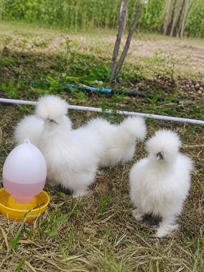 ไก่ซิลกี้อเมริกา