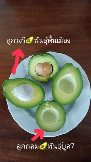 อโวคโด้พบพระแท้100%