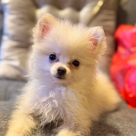 ปอมเมอเรเนียน (Pomeranian) เล็ก น้องปอมทีคัพ อายุ 3 เดือน ทำวัคซีนรวมแล้ว  เพศผู้กับเพศเมีย น่ารกวัยกำลังซน