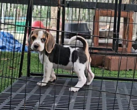 บีเกิล (Beagle) เล็ก ลูกสุนัขบีเกิ้ลเมีย แท้