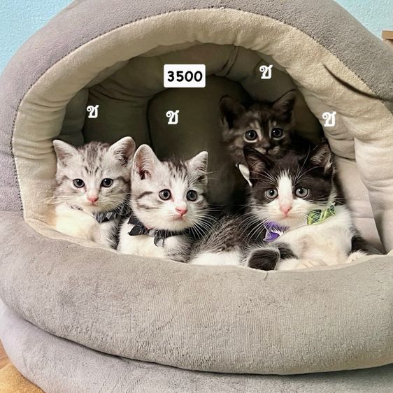 สก็อตติช โฟลด์ (Scottish Fold) สก็อตติสโฟล