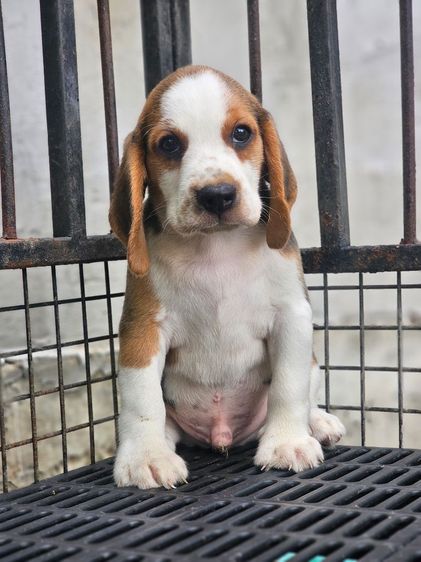 บีเกิล (Beagle) เล็ก ลูกสุนัขบีเกิ้ลแท้ สายเลือดดี เพศผู้
