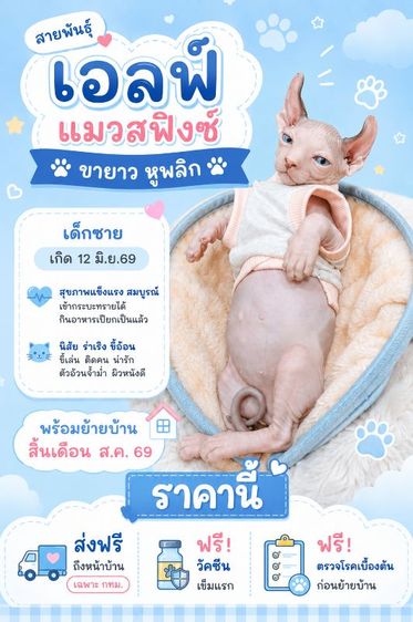 สฟิงซ์ (Sphynx) แมวสฟิงซ์ เอลฟ์ ขายาว หูพลิก
