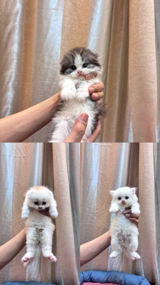 สก็อตติช โฟลด์ (Scottish Fold) สก็อตติช โฟลด์