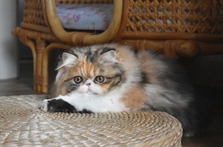 ขายแมวเพศเมีย รูปที่ 4