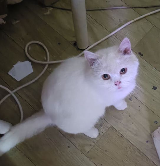 สก็อตติช โฟลด์ (Scottish Fold) สก็อตติช