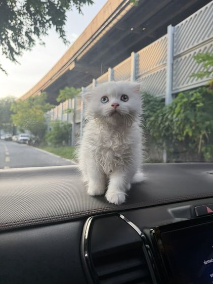 น้องแมว รูปที่ 2