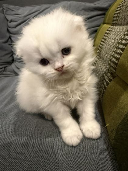 น้องแมว