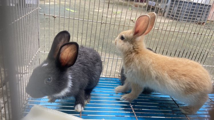 กระต่ายเด็ก🐰 รูปที่ 3