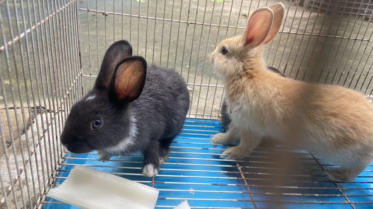 กระต่ายเด็ก🐰 รูปที่ 4