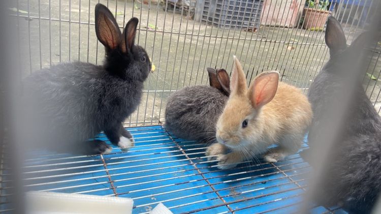 กระต่ายเด็ก🐰