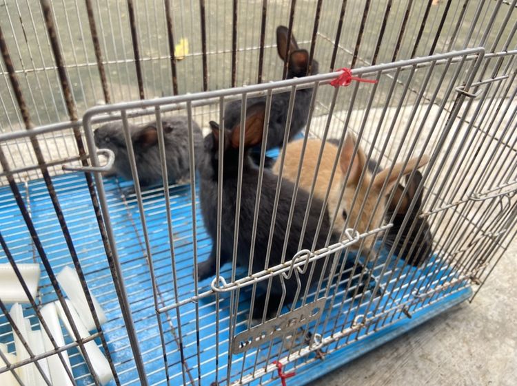กระต่ายเด็ก🐰 รูปที่ 5