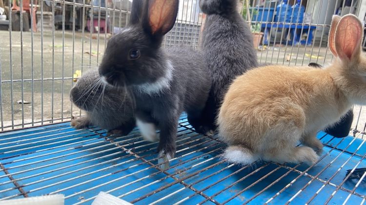 กระต่ายเด็ก🐰 รูปที่ 2