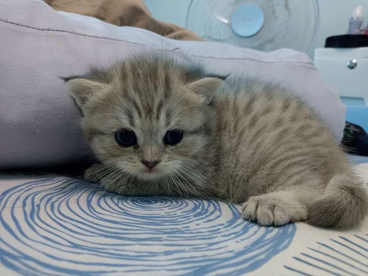 จองน้องแมวสก๊อตติส+อเมริกันช๊อตแฮร์ รูปที่ 2