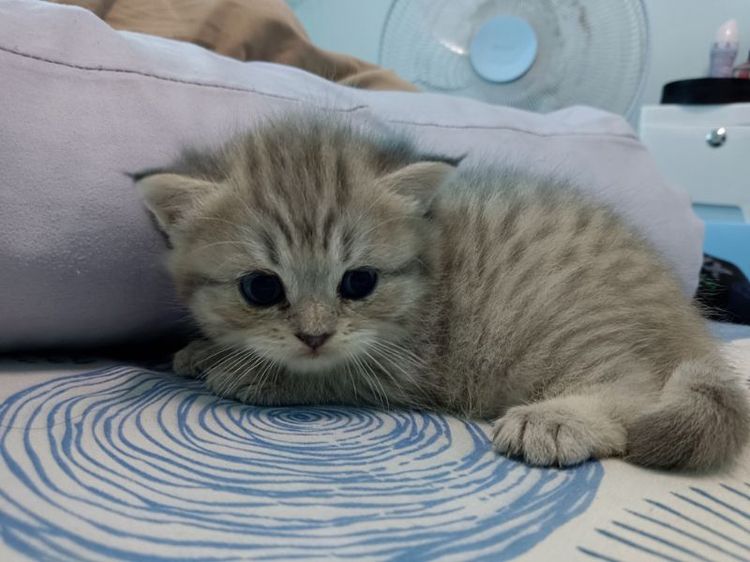 จองน้องแมวสก๊อตติส+อเมริกันช๊อตแฮร์ รูปที่ 3