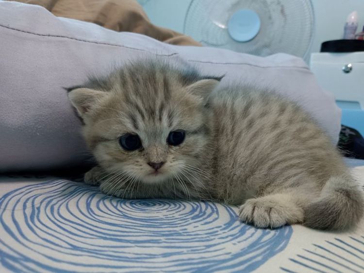 จองน้องแมวสก๊อตติส+อเมริกันช๊อตแฮร์ รูปที่ 7