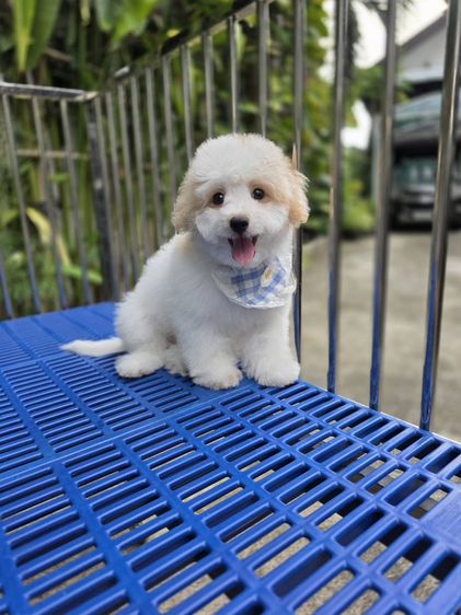 พุดเดิ้ล (Poodle) ขอฝากเจ้าตัวเล็กไว้ในอ้อมใจสักคนครับ 🤍🐾