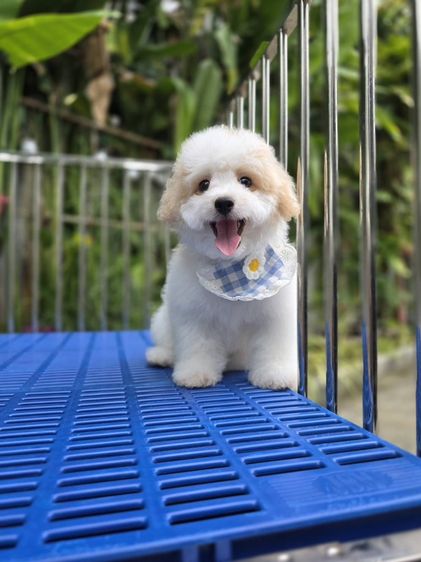ขอฝากเจ้าตัวเล็กไว้ในอ้อมใจสักคนครับ 🤍🐾 รูปที่ 2