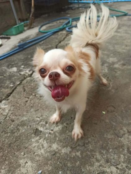 ชิวาวา (Chihuahua) เล็ก ชิวาว่า หนุ่มสาวปีกว่า
