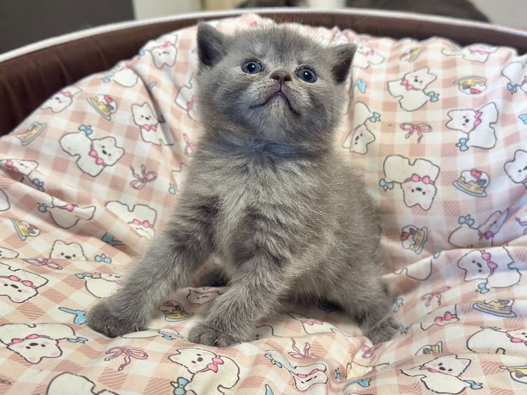 สก็อตติช โฟลด์ (Scottish Fold) แมวแบ่งกันเลี้ยง