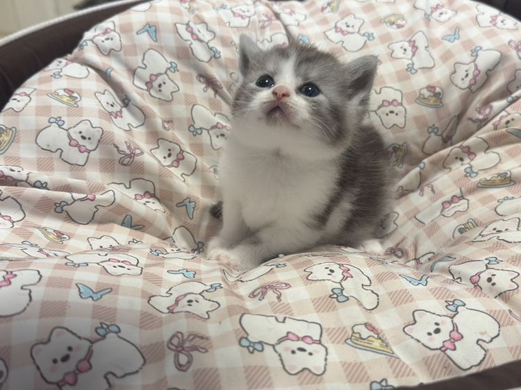 สก็อตติช โฟลด์ (Scottish Fold) แมวหาบ้าน เพศผู้