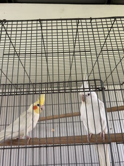 นกค๊อกคาเทล ผู้เมีย