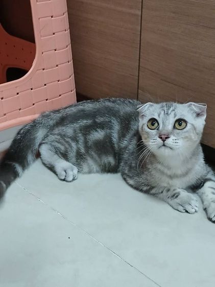สก็อตติช โฟลด์ (Scottish Fold) น้องแมวสก๊อตติช เพศผู้หูพับ 4เดือน