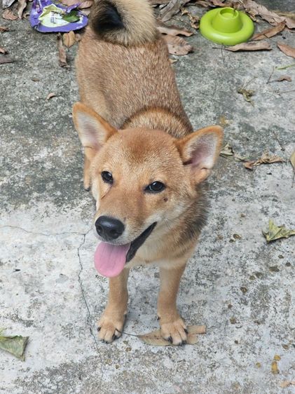 ชิบะ (Shiba Inu) กลาง ลูกหมาชิบะ5เดือน