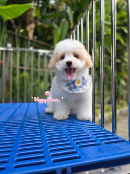 พุดเดิ้ล (Poodle) เล็ก น้องหมาสดน่ารัก วัยสามเดือนพุดเดิ้ลชิสุ