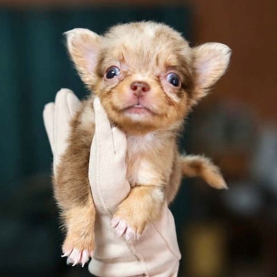 ลูกชิวาวาขนยาว รูปที่ 4