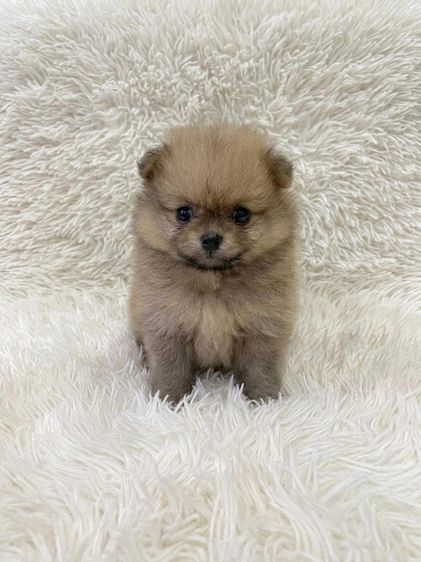 ปอมเมอเรเนียน (Pomeranian) เล็ก ปอมแท้ หน้าหมี